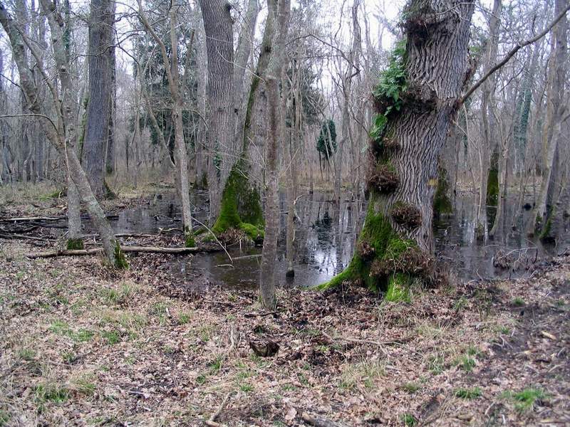 La prima Lama di San Rossore